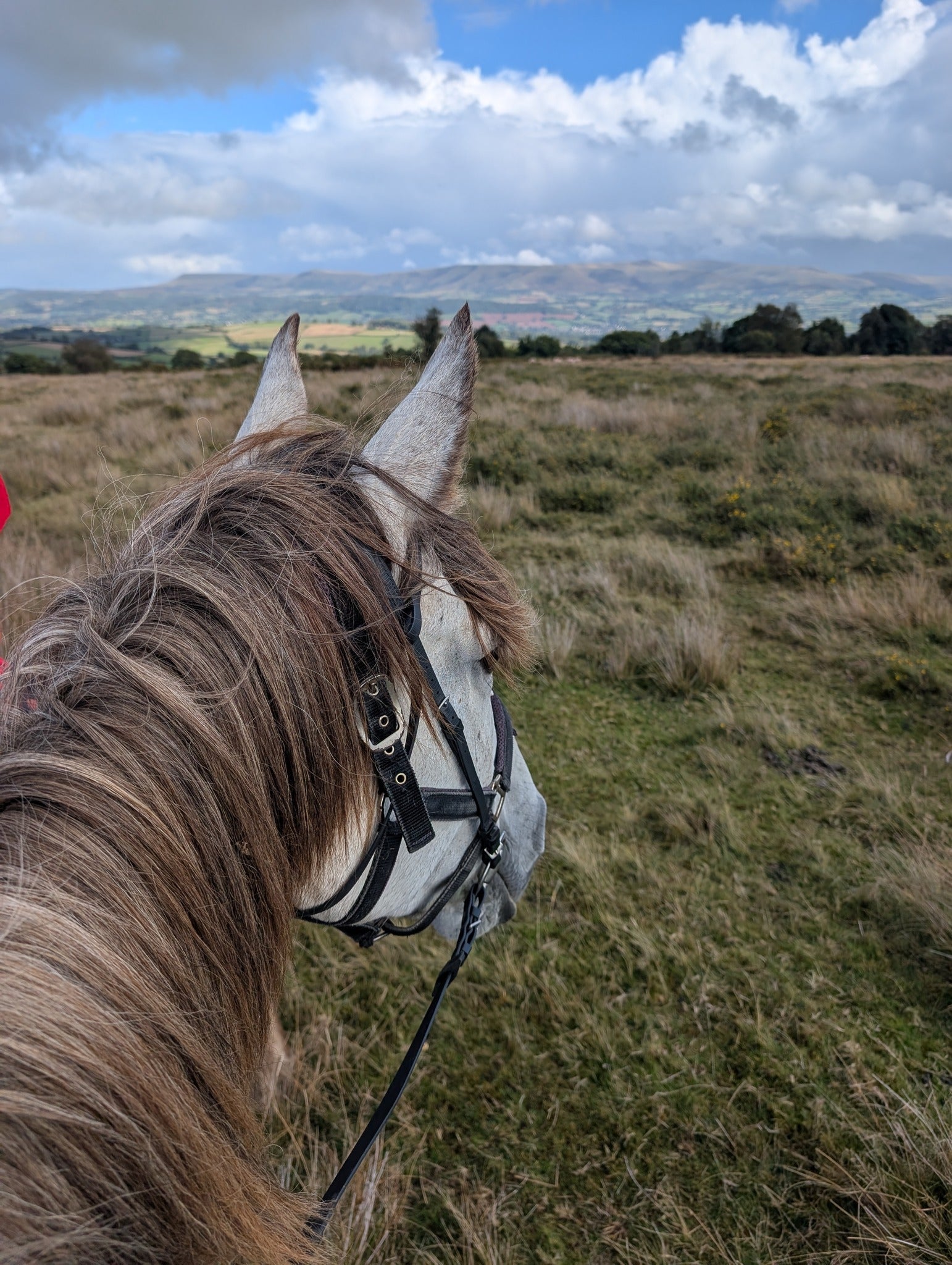 Wide Horse Saddle Fitting Problems: Back Pain, Slipping Saddles & Expert Help