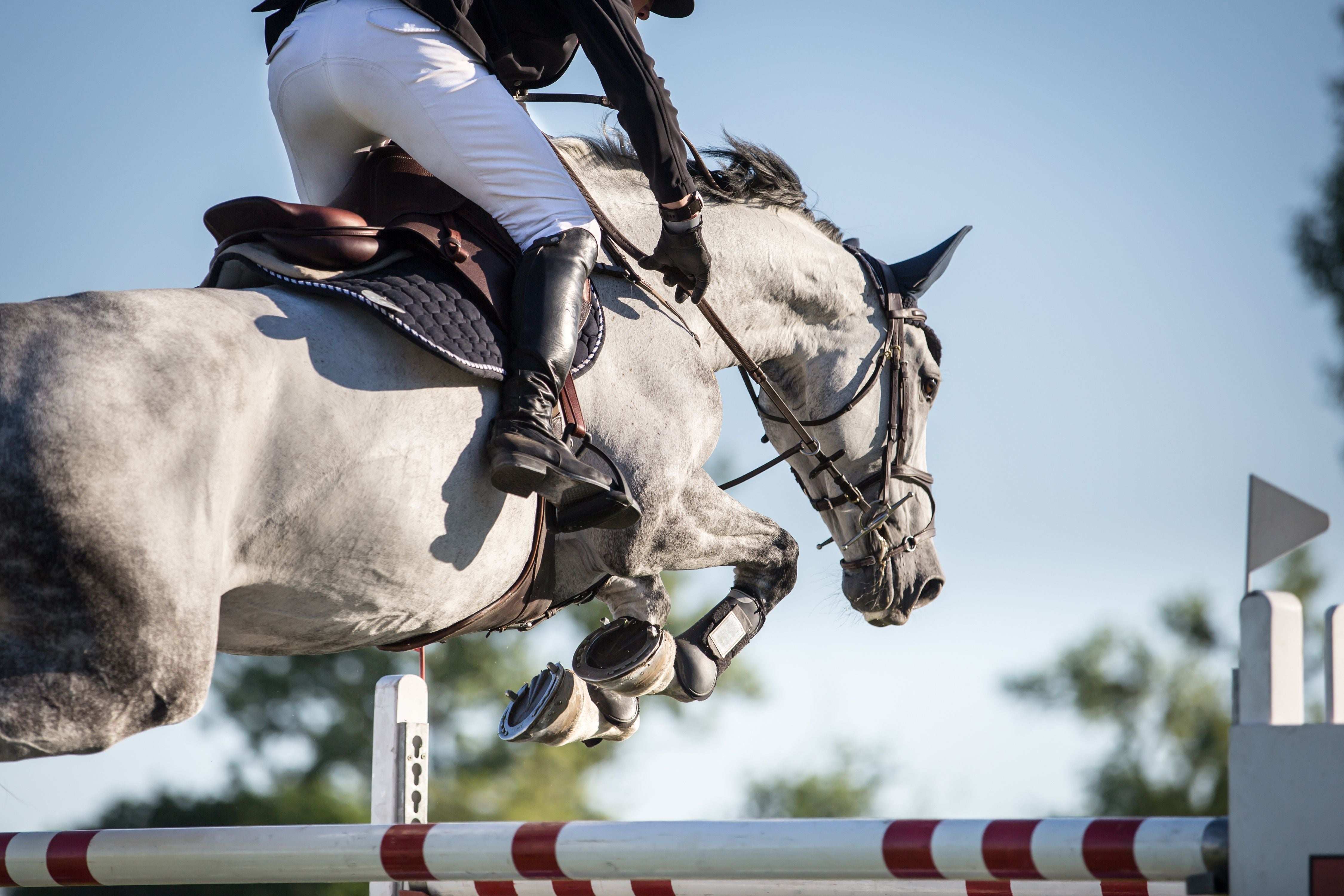 'For one to fly, one needs only to take the reins' : The World of Showjumping