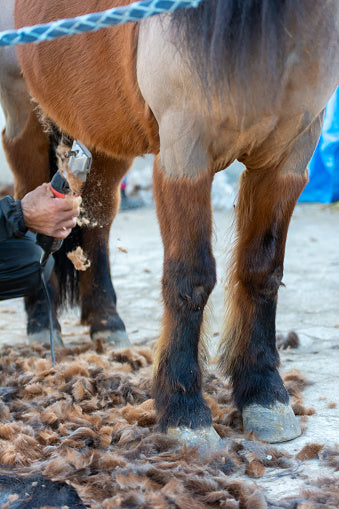 Why do English riders shave their horse? (Science Explained)