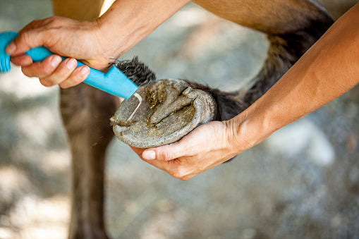 What Happens If You Don't Clean A Horse's Hoof? (Explained)