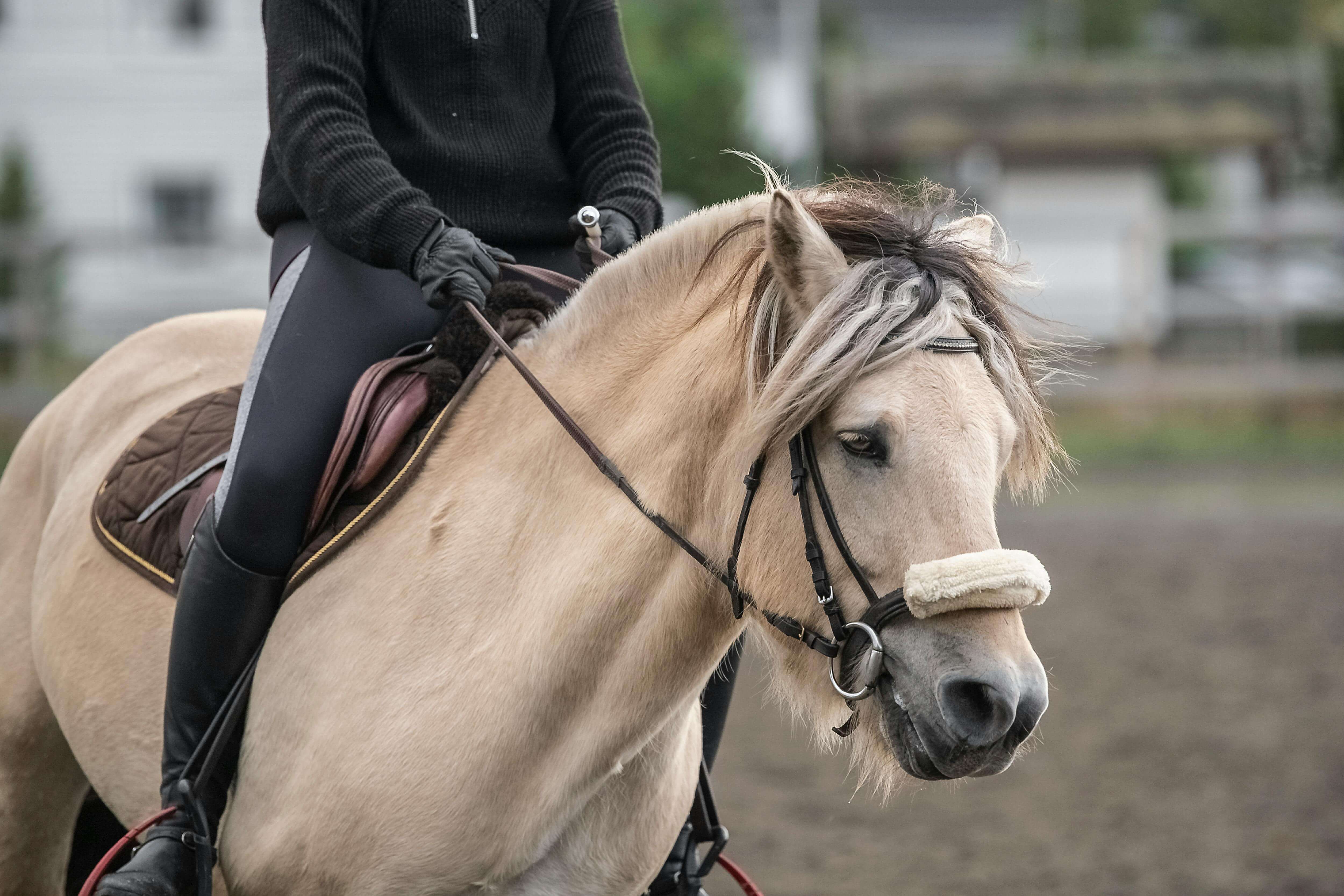What They Are Saying About Their Saddle Fit: Hear it from our happy horse owners