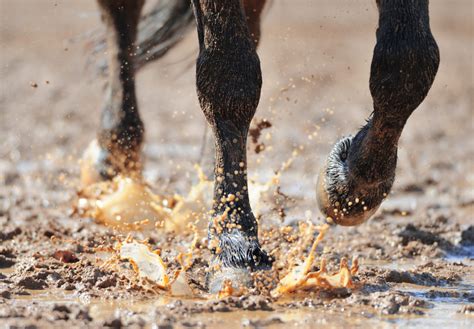 Guard your Horse's Legs as you would Treasure! Protect from Mud Fever !