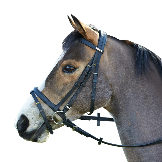 WINTEC | Bridle With Flash Noseband