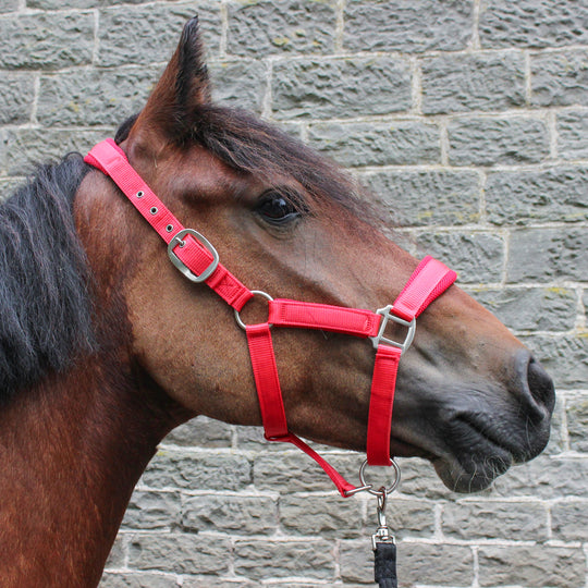 Apollo Air, Air Cushioned Headcollar - Royal Blue/Black/Red