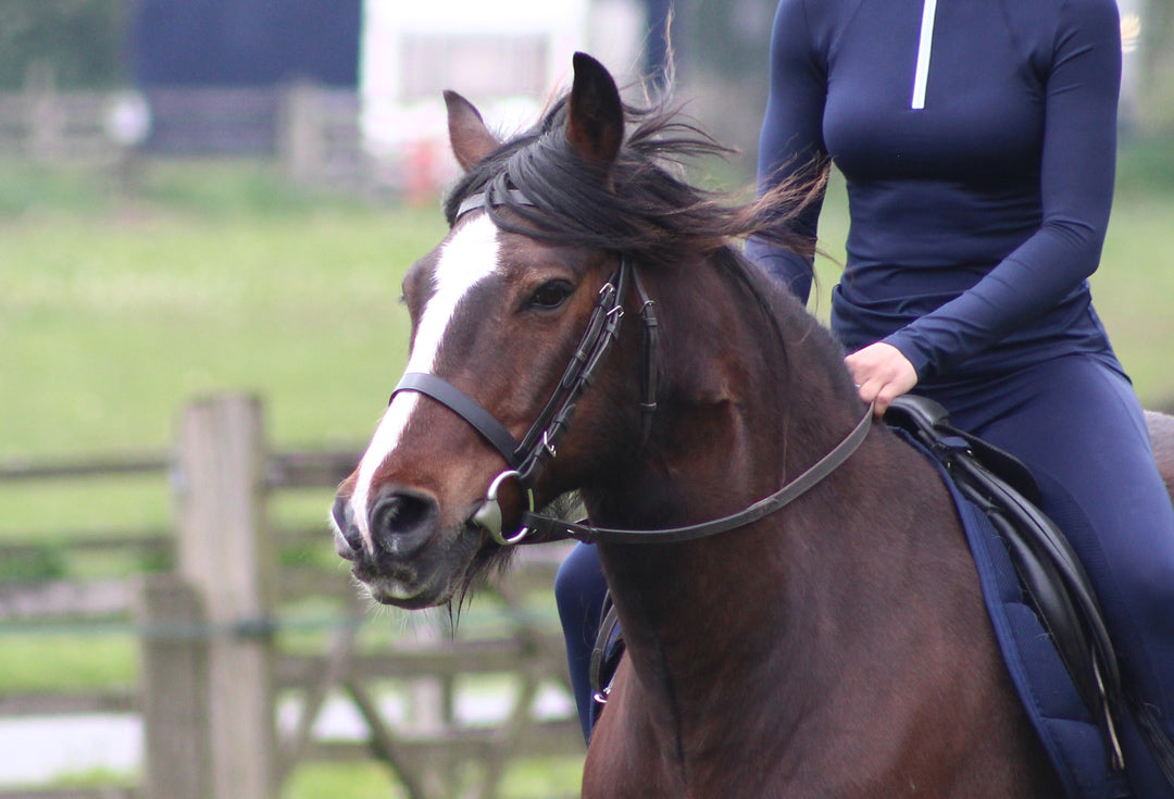 Side view of a horse wearing the Eco rider exercise bridle 