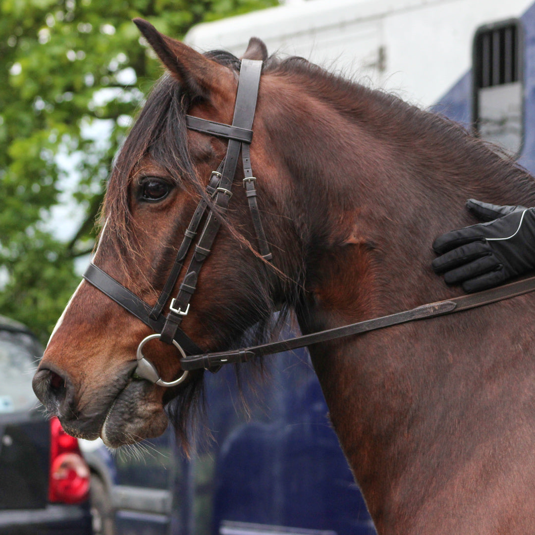 Image shows the Eco rider exercise bridle 