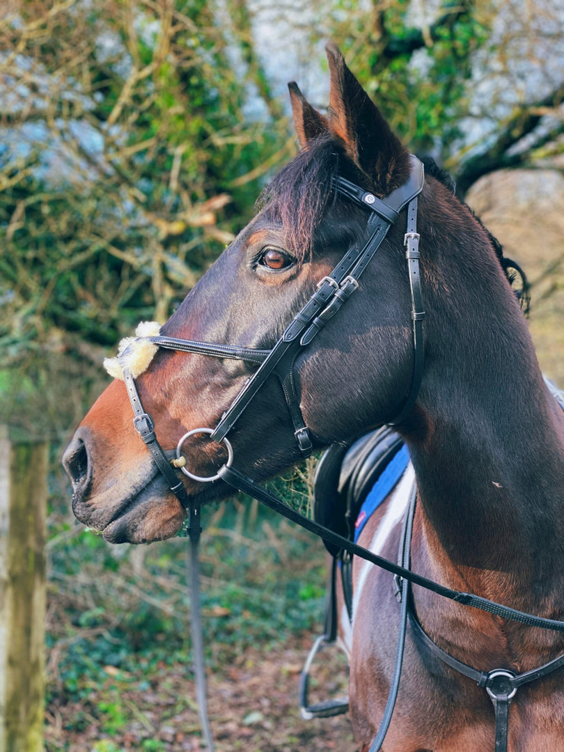 Horse wears the eco rider freedom grackle bridle